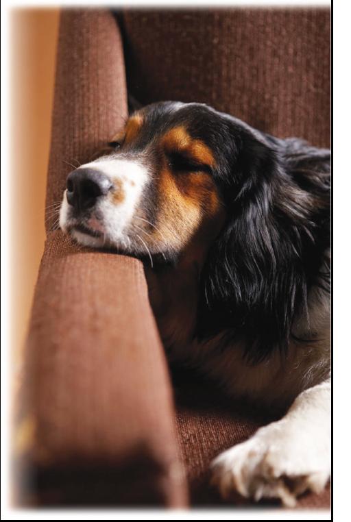 dogphoto1.JPG